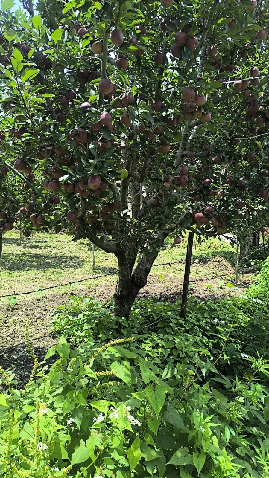An apple tree beside the house, heavy with dark red fruit