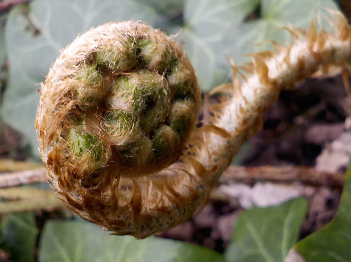 A young fiddlehead fern unfurling in its perfect spiral