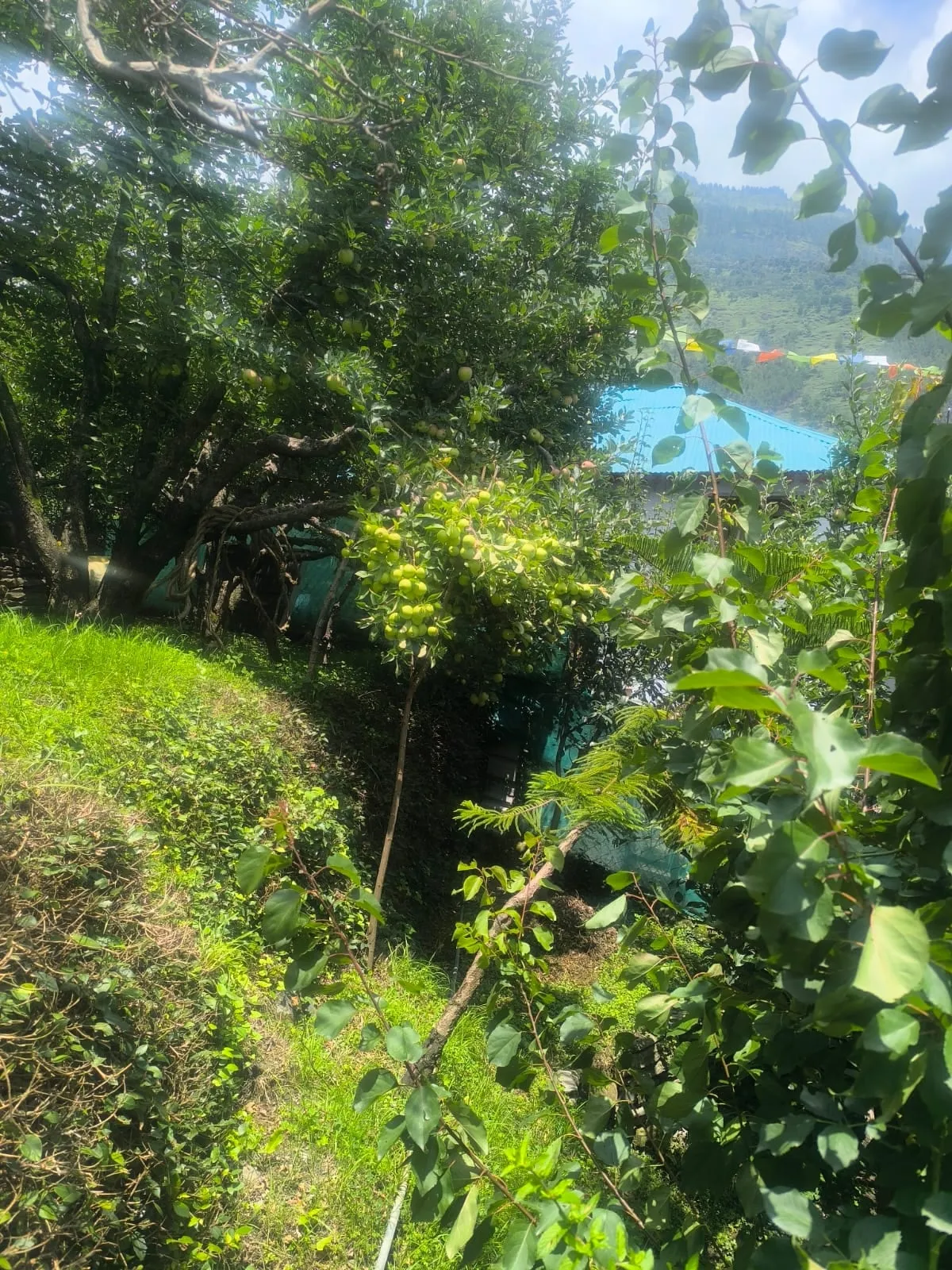 Green apples ripening over the garden, prayer flags on the ridge behind