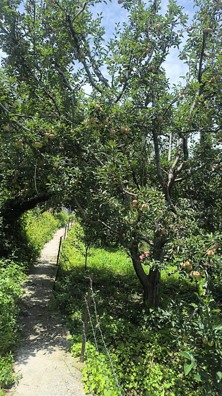 The orchard path beside our kitchen in Dobhi, apple branches overhead